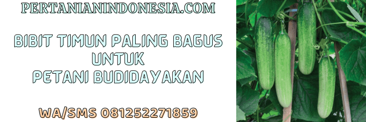 bibit,timun,paling bagus,petani,tanaman timun